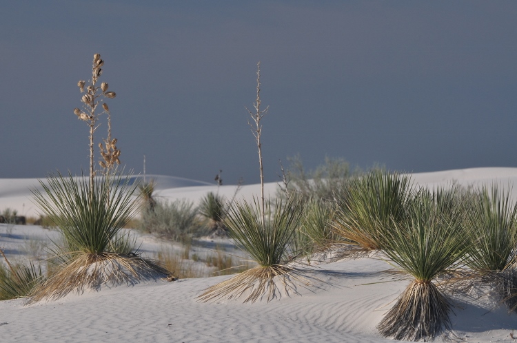 white sands